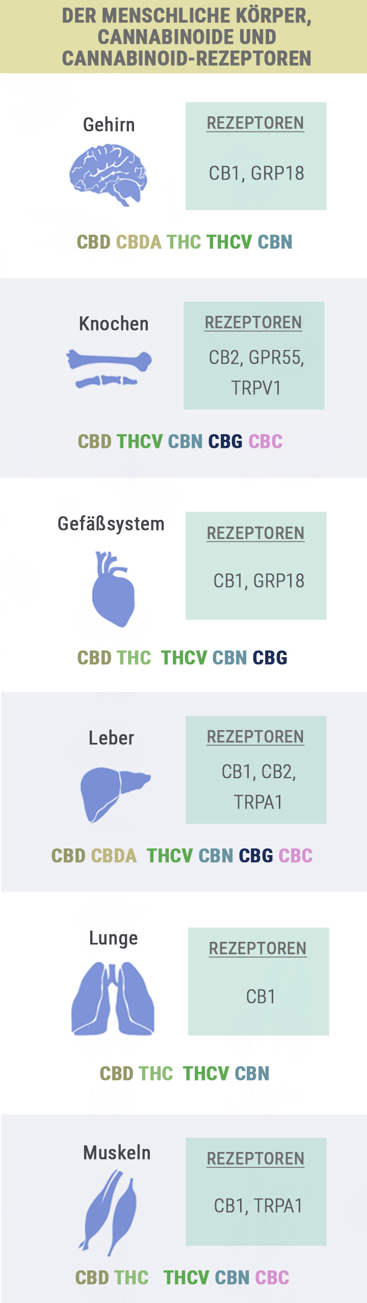 Body, Cannabinoids and Receptors