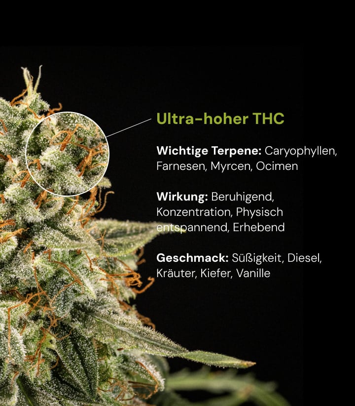 Cannabis-Sorte mit ultra-hohem THC | Terpene, Wirkung & Aroma Entdecke eine Cannabis-Sorte mit ultra-hohem THC und dominanten Terpenen wie Caryophyllen, Farnesen, Myrcen und Ocimen sowie beruhigender und aufhellender Wirkung.