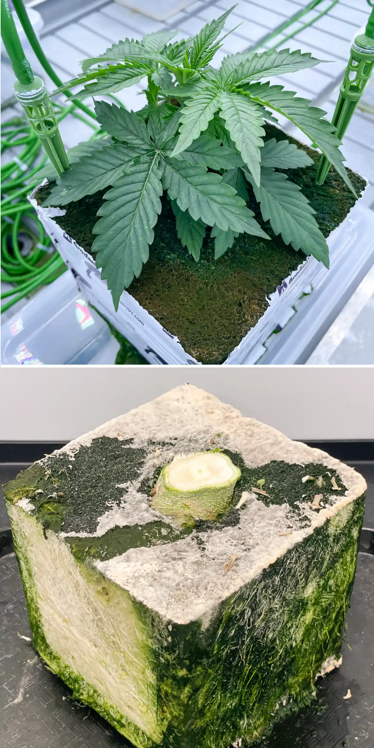 Cannabis-Steinwollversuch: Vergleich von Block und Bewässerung Seitenansicht von Cannabis in Steinwolle während eines kontrollierten Spülversuchs, mit einer jungen Pflanze mit Bewässerungsstäben und einem aufgeschnittenen Steinwollblock mit sichtbarer Wurzelentwicklung.