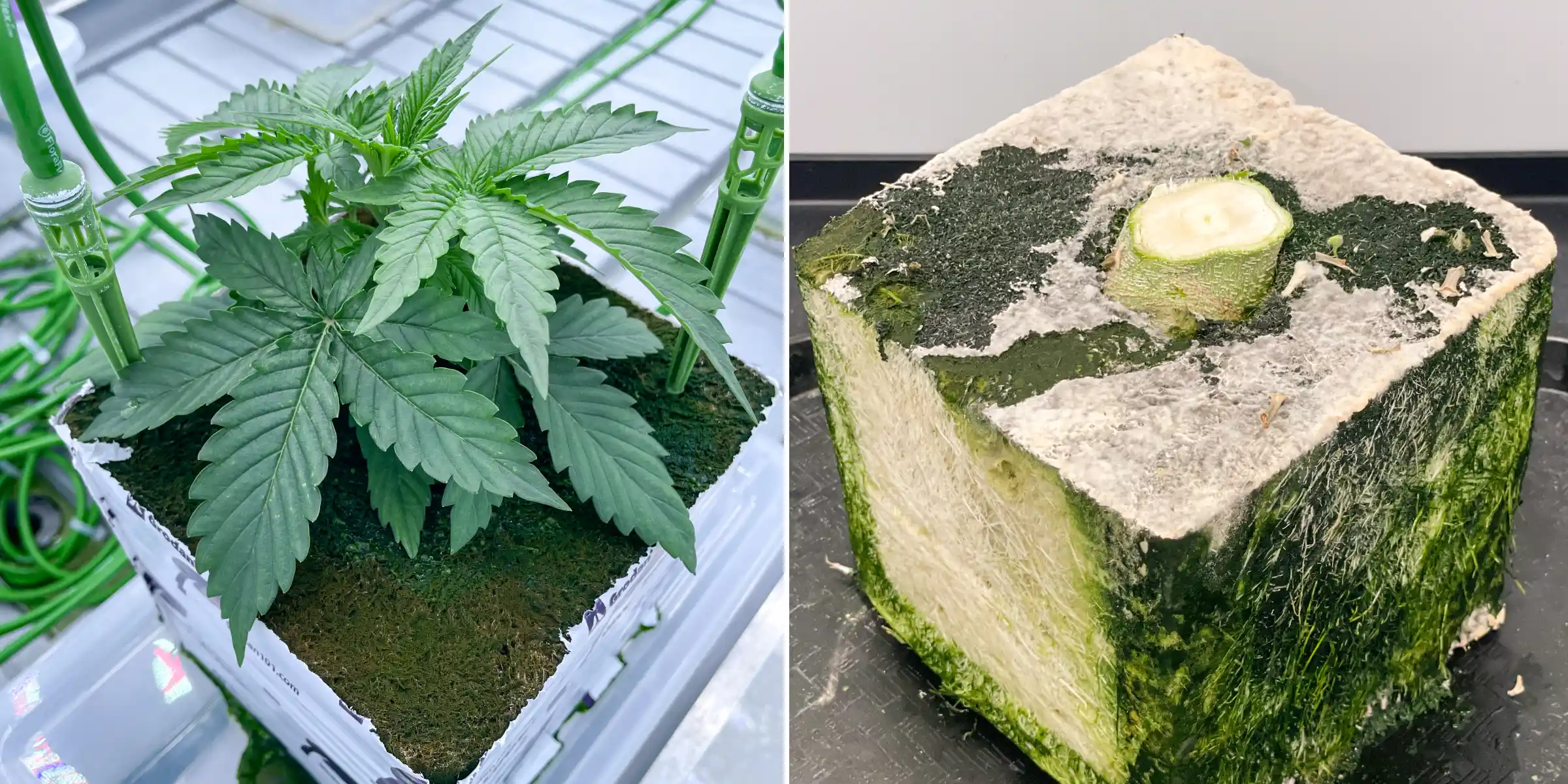 Cannabis-Steinwollversuch: Vergleich von Block und Bewässerung Seitenansicht von Cannabis in Steinwolle während eines kontrollierten Spülversuchs, mit einer jungen Pflanze mit Bewässerungsstäben und einem aufgeschnittenen Steinwollblock mit sichtbarer Wurzelentwicklung.