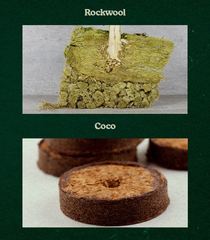 Vergleich von Rockwool- und Coco-Substraten, mit Pflanze in grünem Rockwool und einem runden Coco-Disk, getestet für Wachstum. Vergleich von Rockwool- und Coco-Substraten, mit Pflanze in grünem Rockwool und einem runden Coco-Disk, getestet für Wachstum.