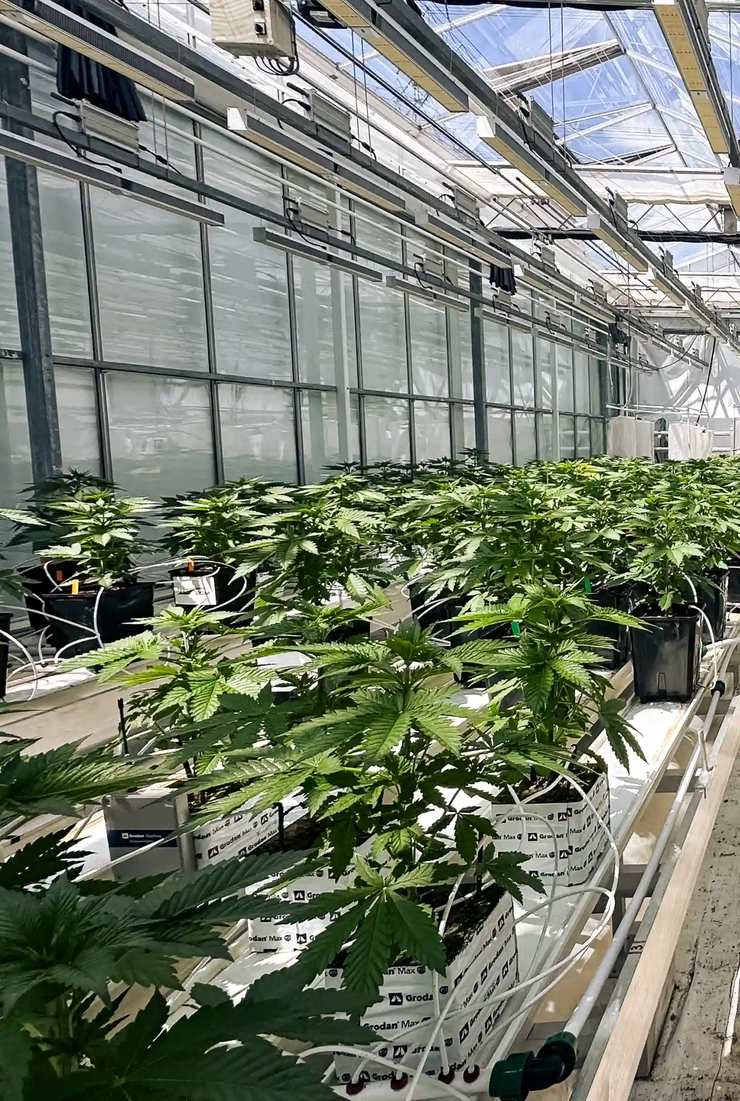 Cannabis-Crop-Steering-Versuchsraum Cannabispflanzen in einem kontrollierten Gewächshaus-Versuchsraum, mit Steinwollblöcken, Bewässerungsleitungen, heller Kronenbeleuchtung und Reihen gesunder Pflanzen für die Crop-Steering-Forschung.
