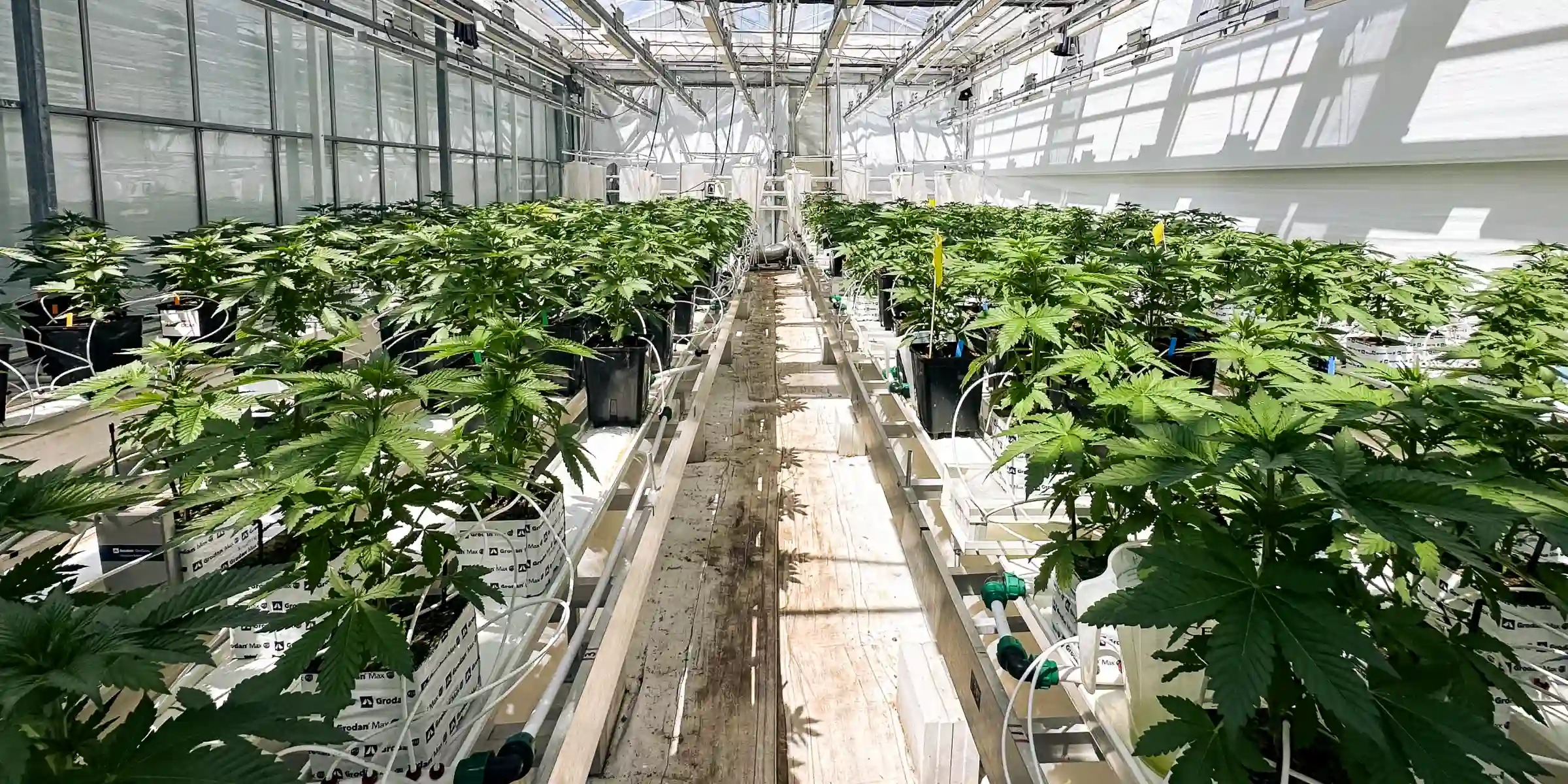 Cannabis-Crop-Steering-Versuchsraum Cannabispflanzen in einem kontrollierten Gewächshaus-Versuchsraum, mit Steinwollblöcken, Bewässerungsleitungen, heller Kronenbeleuchtung und Reihen gesunder Pflanzen für die Crop-Steering-Forschung.