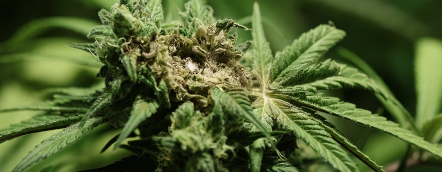 Wie man Pilzfusarium in Cannabispflanzen behandelt