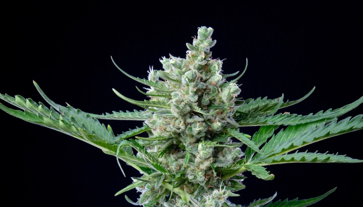 Royal Bluematic: hoher Ertrag im Verhältnis zur Höhe Royal Bluematic Cannabis-Bud mit dichten harzigen Blüten, weißen Blütenstempeln, grünen Blättern und kompaktem Blütenwachstum vor dunklem Hintergrund.