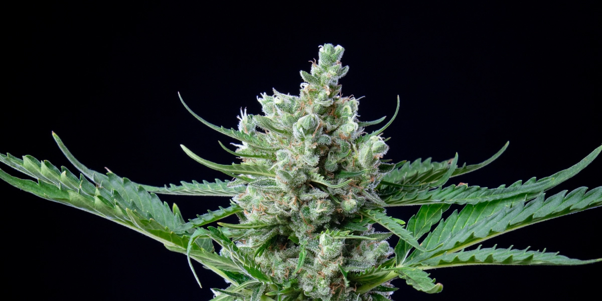 Royal Bluematic: hoher Ertrag im Verhältnis zur Höhe Royal Bluematic Cannabis-Bud mit dichten harzigen Blüten, weißen Blütenstempeln, grünen Blättern und kompaktem Blütenwachstum vor dunklem Hintergrund.