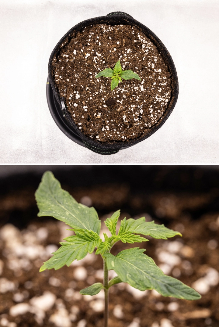 Royal Creamatic Grow Report: Woche 1 Sämlingswachstum Royal Creamatic Cannabissämling in Woche 1, mit frühem Wachstum, grünen Blättern, leichter Blattverformung und perlitreicher Erde.