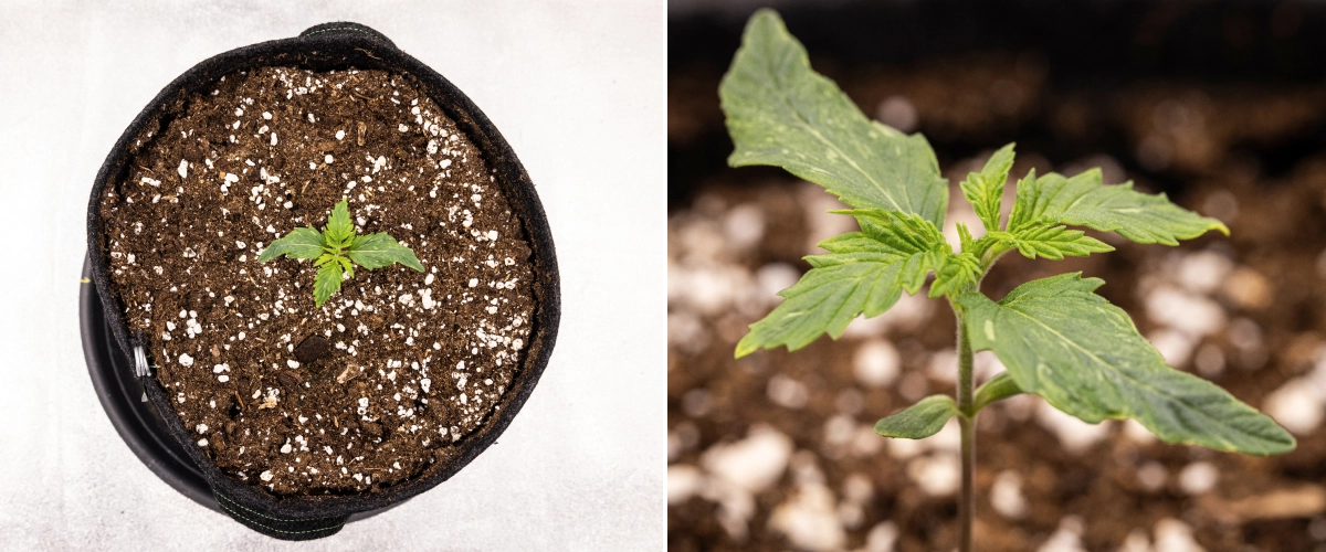 Royal Creamatic Grow Report: Woche 1 Sämlingswachstum Royal Creamatic Cannabissämling in Woche 1, mit frühem Wachstum, grünen Blättern, leichter Blattverformung und perlitreicher Erde.
