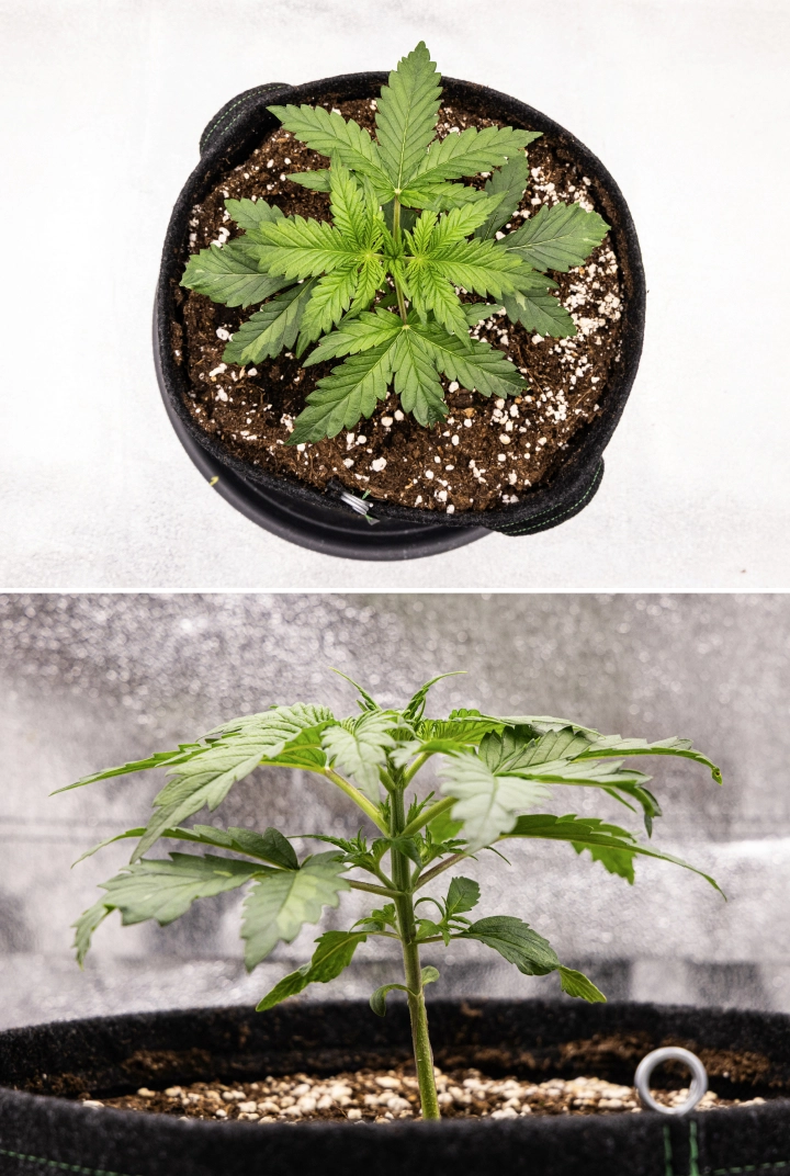 Royal Creamatic Grow Report: Woche 2 Vegetatives Wachstum Royal Creamatic Cannabispflanze in Woche 2, mit kompaktem vegetativem Wachstum, gesunden grünen Blättern, kurzen Internodien und perlitreicher Erde.