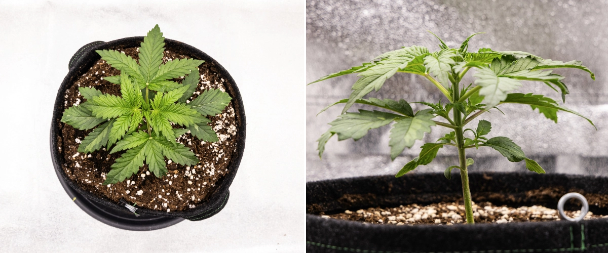 Royal Creamatic Grow Report: Woche 2 Vegetatives Wachstum Royal Creamatic Cannabispflanze in Woche 2, mit kompaktem vegetativem Wachstum, gesunden grünen Blättern, kurzen Internodien und perlitreicher Erde.