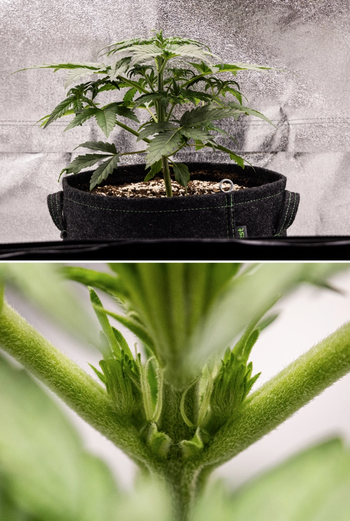 Royal Creamatic Grow Report: Woche 3 Vorblütenwachstum Royal Creamatic Cannabispflanze in Woche 3, mit kompaktem Wachstum, gesundem Laub, sichtbaren Vorblüten und einem kräftigen jungen Stamm.
