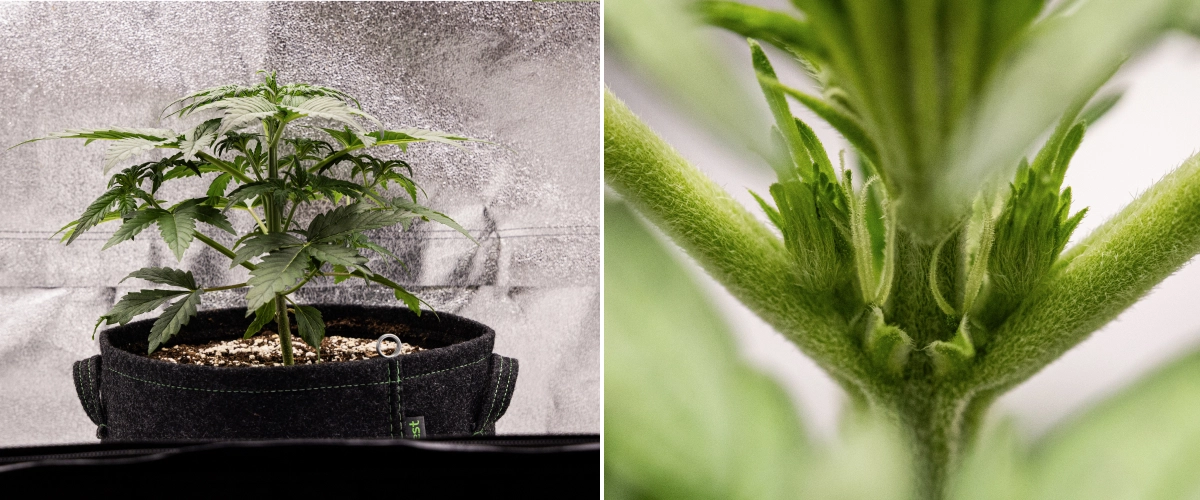 Royal Creamatic Grow Report: Woche 3 Vorblütenwachstum Royal Creamatic Cannabispflanze in Woche 3, mit kompaktem Wachstum, gesundem Laub, sichtbaren Vorblüten und einem kräftigen jungen Stamm.