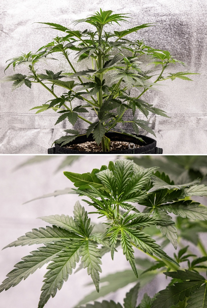 Royal Creamatic Grow Report: Woche 4 Frühe Blüte Royal Creamatic Cannabispflanze in Woche 4, mit frühem Blütestadium, gesundem grünem Laub, frischen Blütenstempeln und kräftiger Zweigentwicklung.