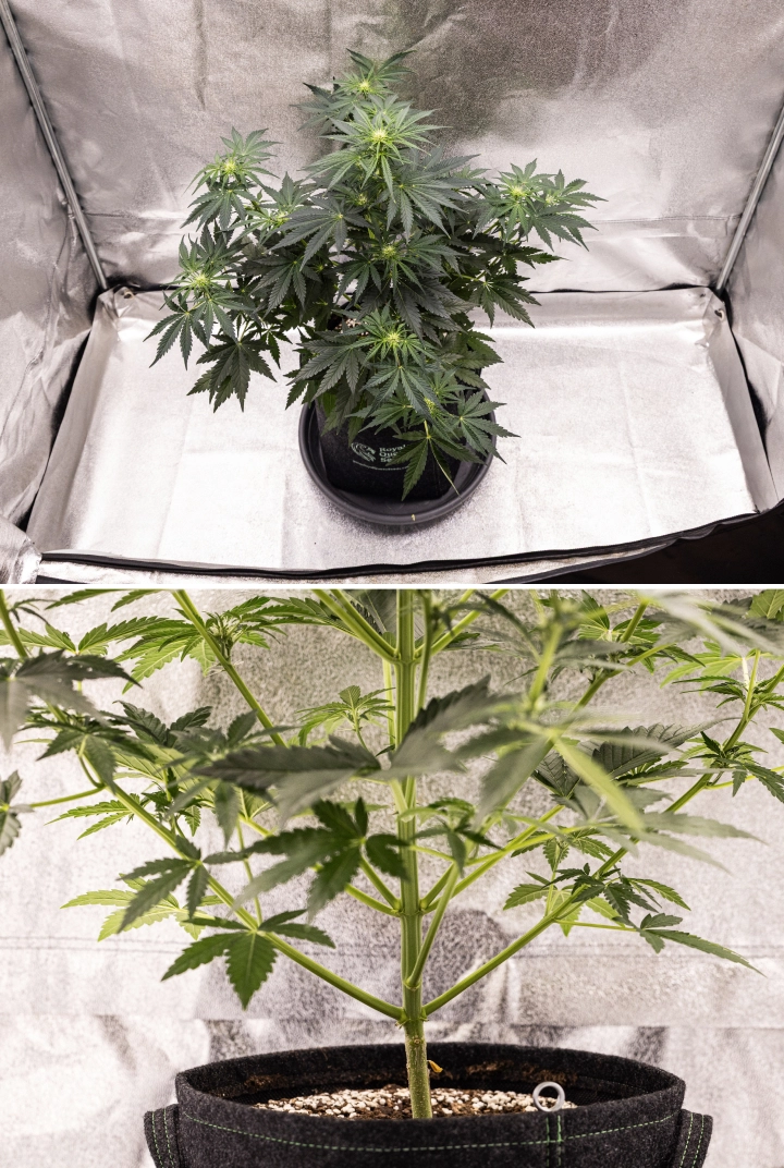 Royal Creamatic Grow Report: Woche 5 Blütenentwicklung Royal Creamatic Cannabispflanze in Woche 5, mit sich entwickelnden Buds, gesundem grünem Laub, kräftigen Zweigen und einer ausgewogenen Blütenstruktur.