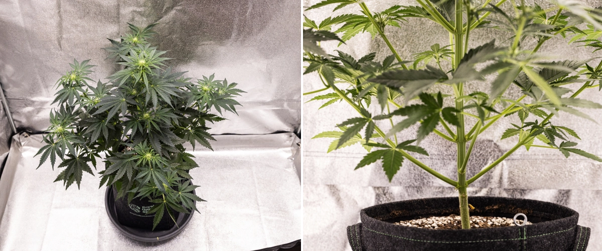 Royal Creamatic Grow Report: Woche 5 Blütenentwicklung Royal Creamatic Cannabispflanze in Woche 5, mit sich entwickelnden Buds, gesundem grünem Laub, kräftigen Zweigen und einer ausgewogenen Blütenstruktur.