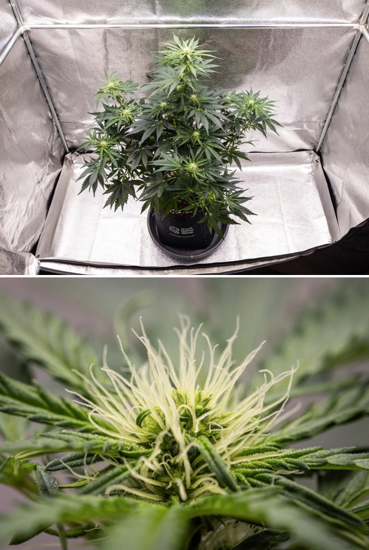 Royal Creamatic Grow Report: Woche 6 Harzproduktion Royal Creamatic Cannabispflanze in Woche 6, mit harzigen Buds, weißen Blütenstempeln, gesundem Laub und einer ausgeprägten Hauptcola.
