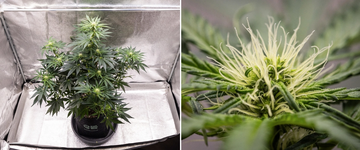 Royal Creamatic Grow Report: Woche 6 Harzproduktion Royal Creamatic Cannabispflanze in Woche 6, mit harzigen Buds, weißen Blütenstempeln, gesundem Laub und einer ausgeprägten Hauptcola.