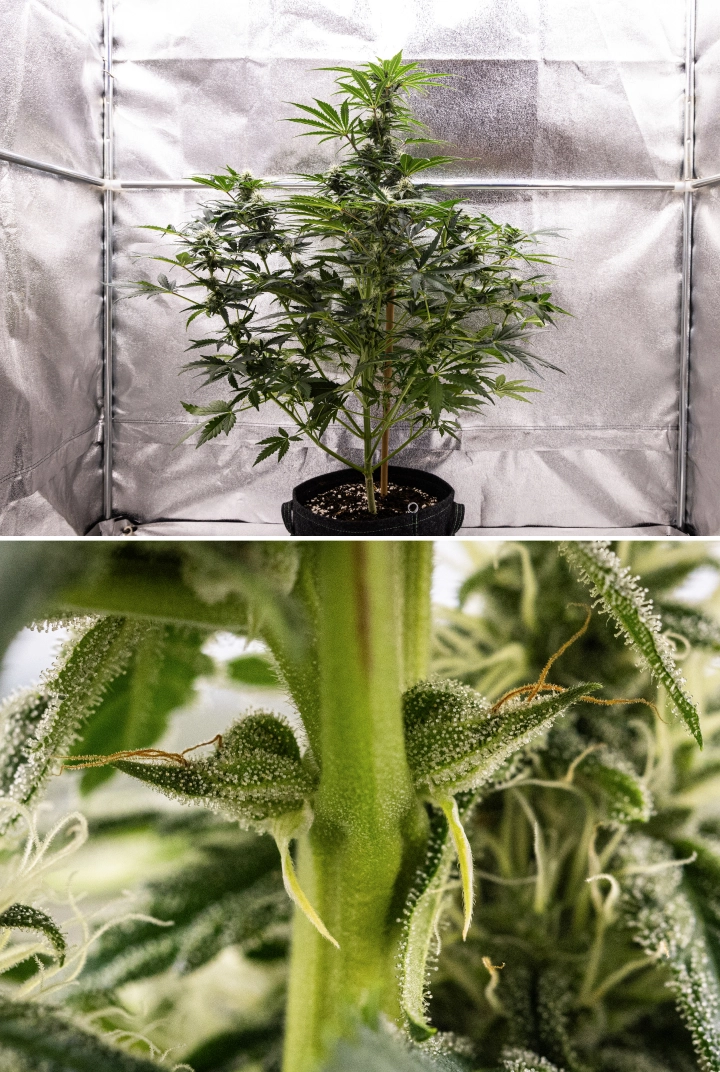 Royal Creamatic Grow Report: Woche 7 Starke Trichomproduktion Royal Creamatic Cannabispflanze in Woche 7, mit frostigen Buds, starker Trichombedeckung, weißen Blütenstempeln und gesundem grünem Laub.