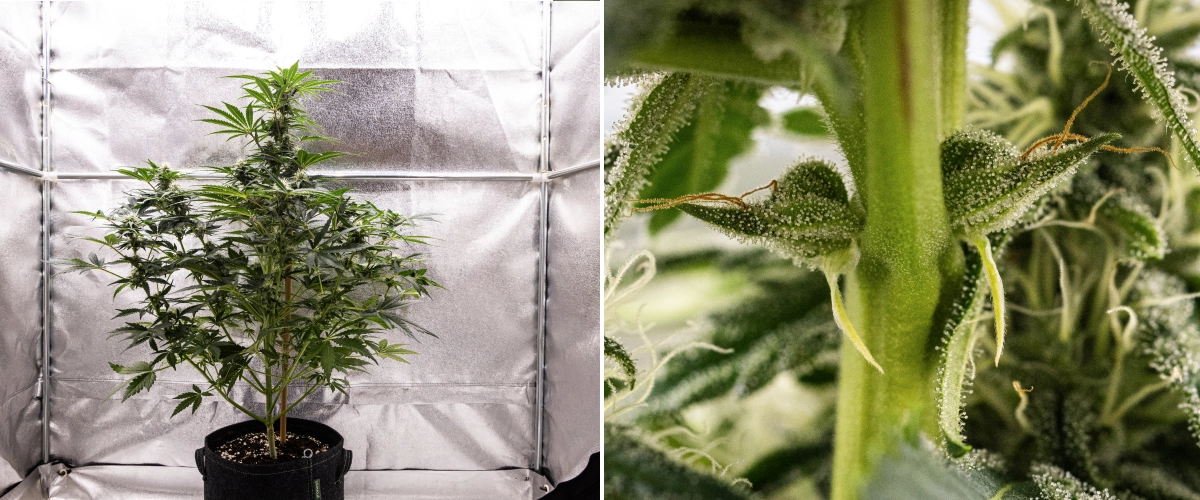 Royal Creamatic Grow Report: Woche 7 Starke Trichomproduktion Royal Creamatic Cannabispflanze in Woche 7, mit frostigen Buds, starker Trichombedeckung, weißen Blütenstempeln und gesundem grünem Laub.