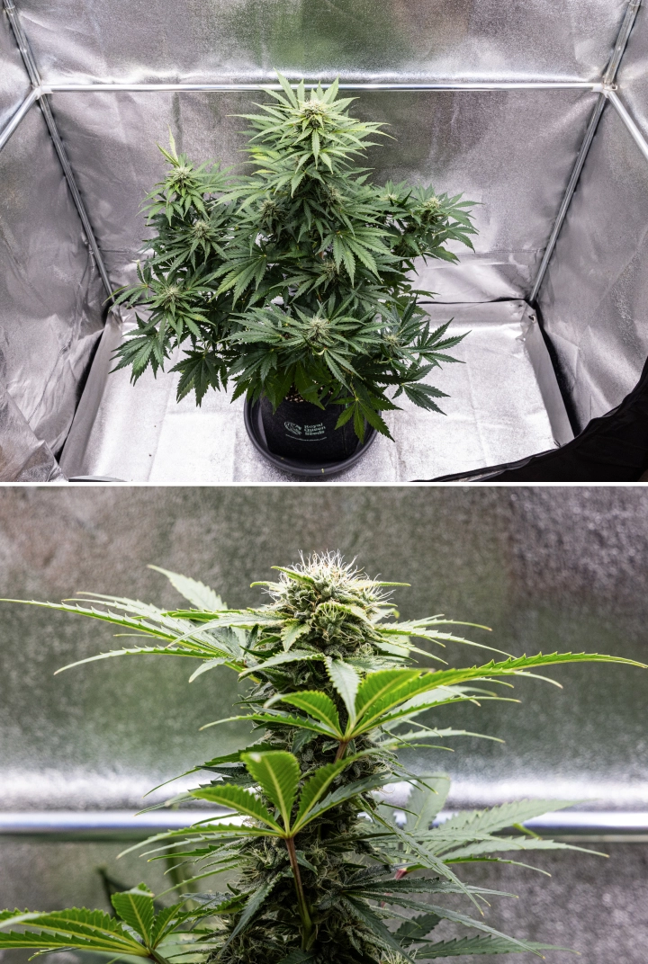 Royal Creamatic Grow Report: Woche 8 Dichte klebrige Buds Royal Creamatic Cannabispflanze in Woche 8, mit dichten klebrigen Buds, frostigen Trichomen, weißen Blütenstempeln und gesunden grünen Blättern.