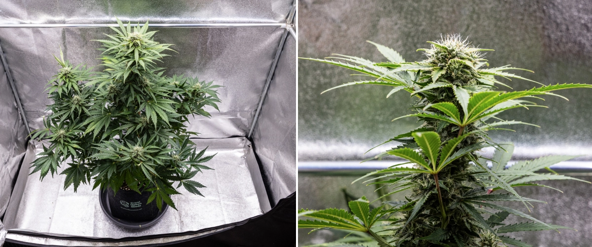 Royal Creamatic Grow Report: Woche 8 Dichte klebrige Buds Royal Creamatic Cannabispflanze in Woche 8, mit dichten klebrigen Buds, frostigen Trichomen, weißen Blütenstempeln und gesunden grünen Blättern.