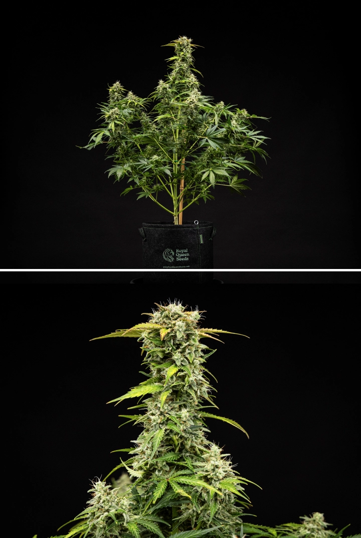 Royal Creamatic Grow Report: Woche 9 Erntereife Buds Royal Creamatic Cannabispflanze in Woche 9, mit erntereifen Buds, frostigen Trichomen, weißen Blütenstempeln und einer kräftigen Hauptcola.