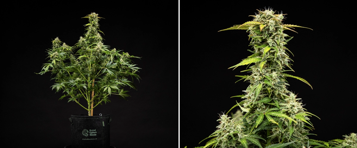 Royal Creamatic Grow Report: Woche 9 Erntereife Buds Royal Creamatic Cannabispflanze in Woche 9, mit erntereifen Buds, frostigen Trichomen, weißen Blütenstempeln und einer kräftigen Hauptcola.