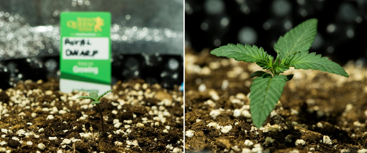 Royal Dwarf Grow Report: Woche 1 Sämlingsphase Royal Dwarf Cannabissämlinge in Woche 1, mit frühem Wachstum, grünen Blättern, perlitreicher Erde und einer Royal Queen Seeds Packung.