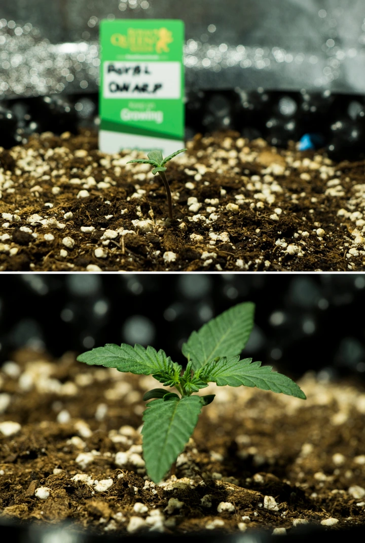 Royal Dwarf Grow Report: Woche 1 Sämlingsphase Royal Dwarf Cannabissämlinge in Woche 1, mit frühem Wachstum, grünen Blättern, perlitreicher Erde und einer Royal Queen Seeds Packung.