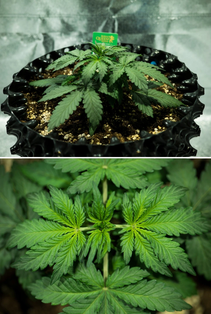 Royal Dwarf Grow Report: Woche 2 Vegetatives Wachstum Royal Dwarf Cannabispflanze in Woche 2, mit kompaktem vegetativem Wachstum, gesunden grünen Blättern, kurzen Internodien und perlitreicher Erde.