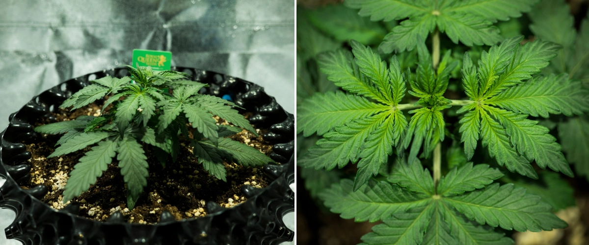 Royal Dwarf Grow Report: Woche 2 Vegetatives Wachstum Royal Dwarf Cannabispflanze in Woche 2, mit kompaktem vegetativem Wachstum, gesunden grünen Blättern, kurzen Internodien und perlitreicher Erde.