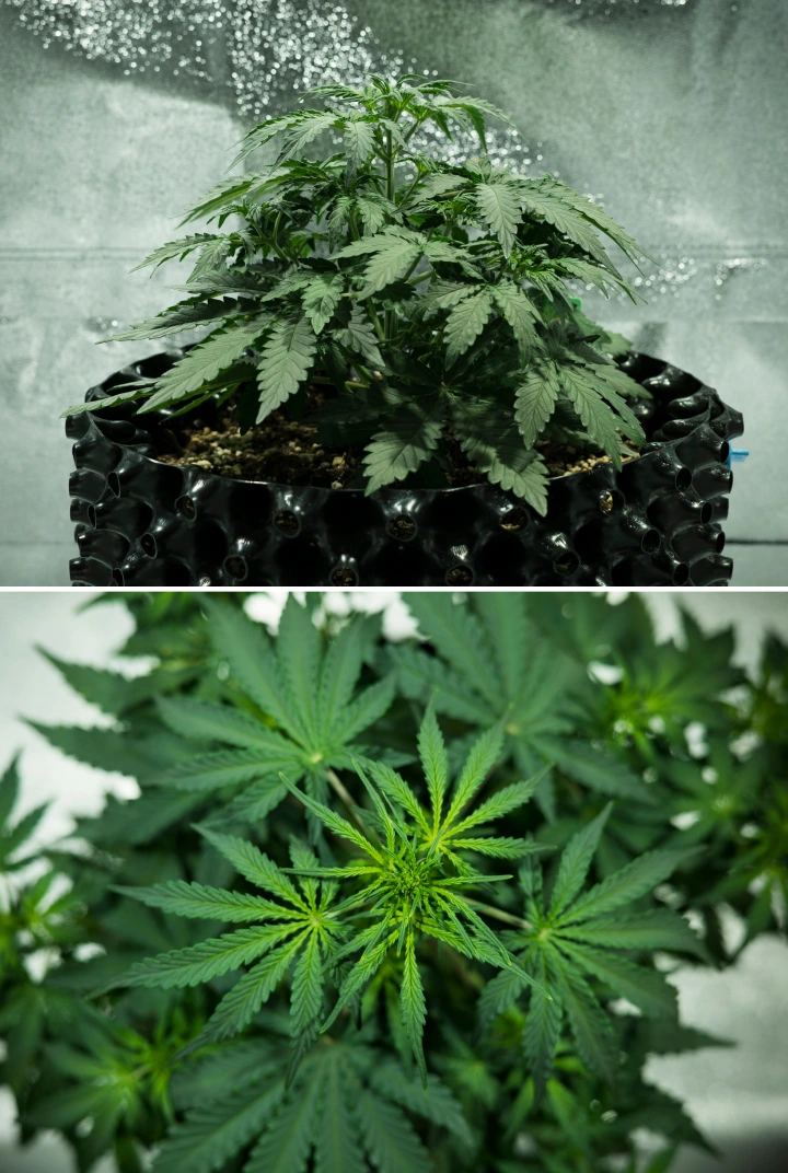 Royal Dwarf Grow Report: Woche 3 Wachstumsschub Royal Dwarf Cannabispflanze in Woche 3, mit kompaktem, blattreichem Wachstum, frühen Blüteanzeichen, gesundem grünem Laub und einem AirPot-Topf.