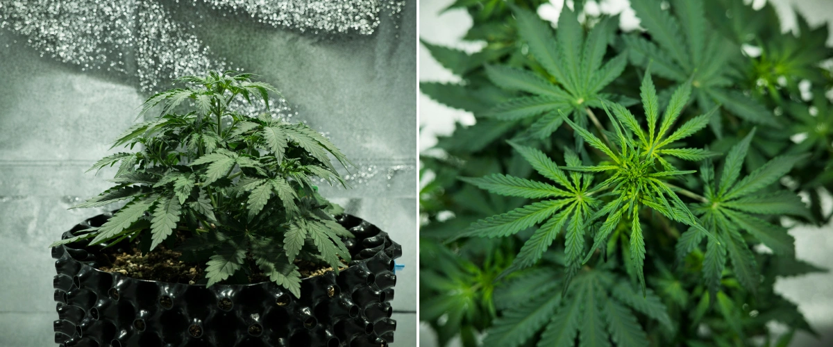 Royal Dwarf Grow Report: Woche 3 Wachstumsschub Royal Dwarf Cannabispflanze in Woche 3, mit kompaktem, blattreichem Wachstum, frühen Blüteanzeichen, gesundem grünem Laub und einem AirPot-Topf.
