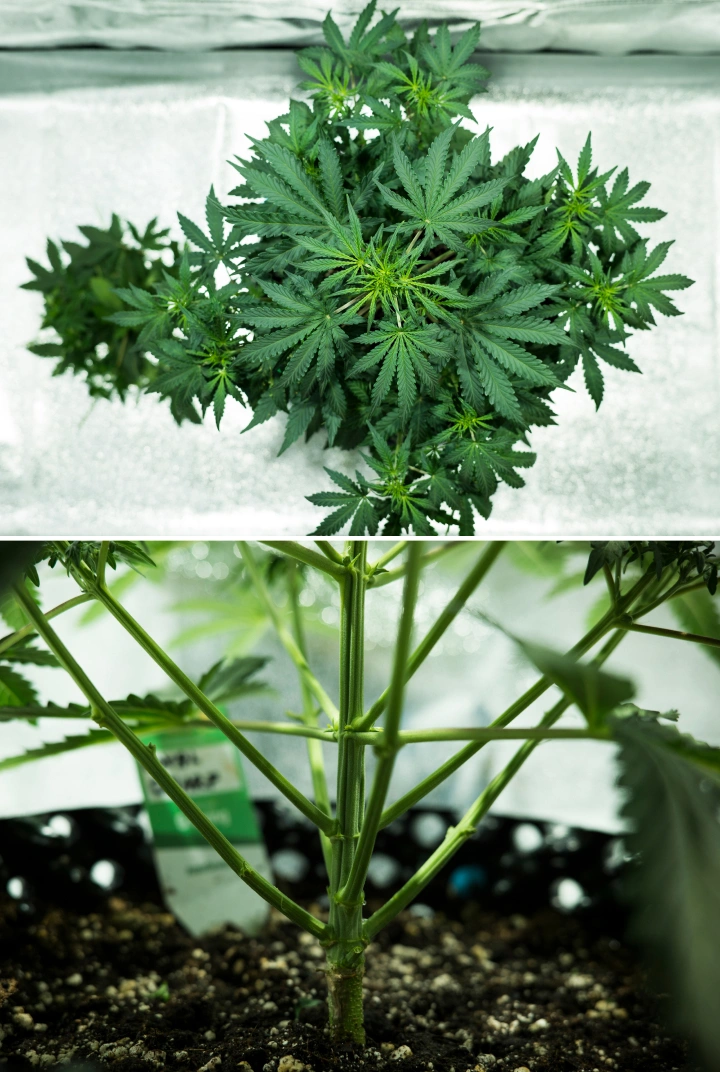 Royal Dwarf Grow Report: Woche 4 Frühe Blüte Royal Dwarf Cannabispflanze in Woche 4, mit früher Blüte, gesundem grünem Laub, kräftiger Zweigstruktur und stabilem Hauptstamm.