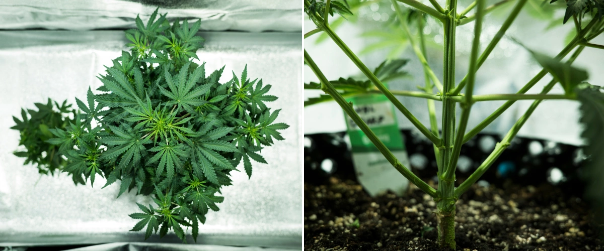 Royal Dwarf Grow Report: Woche 4 Frühe Blüte Royal Dwarf Cannabispflanze in Woche 4, mit früher Blüte, gesundem grünem Laub, kräftiger Zweigstruktur und stabilem Hauptstamm.