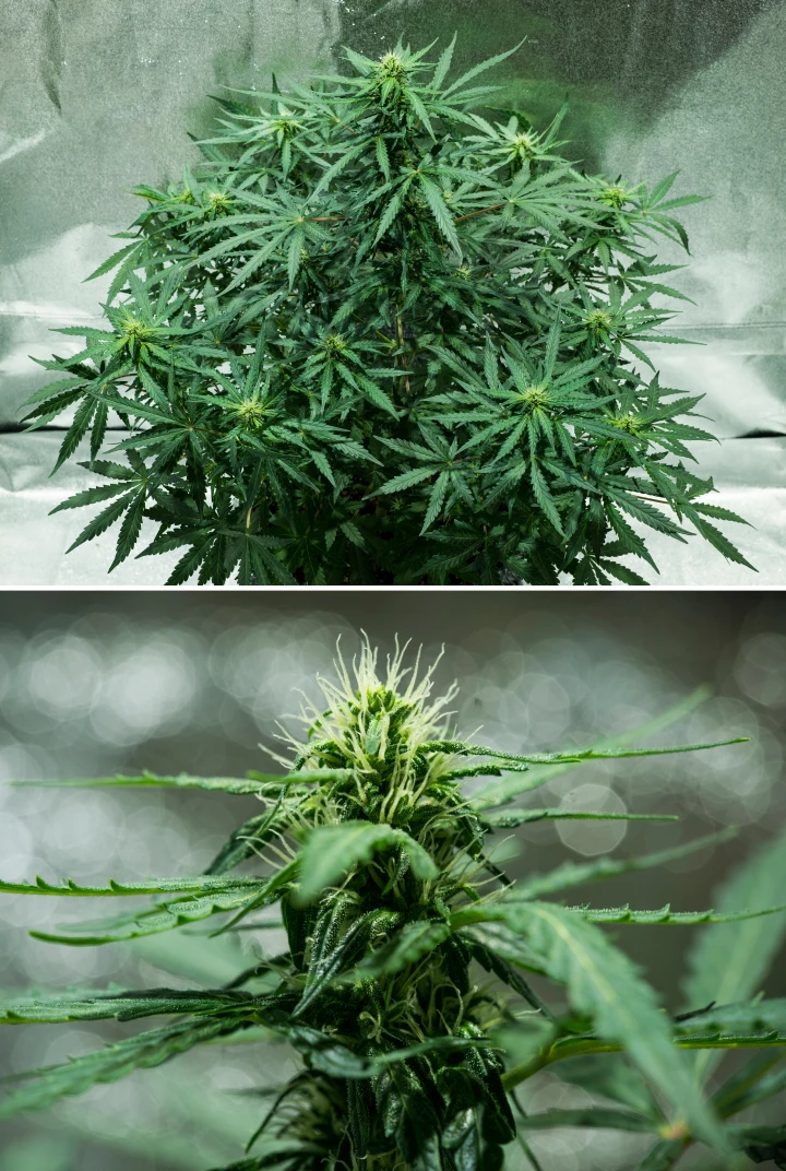 Royal Dwarf Grow Report: Woche 5 Blütenentwicklung Royal Dwarf Cannabispflanze in Woche 5, mit sich entwickelnden Buds, weißen Blütenstempeln, gesundem grünem Laub und kompakter Blütenstruktur.