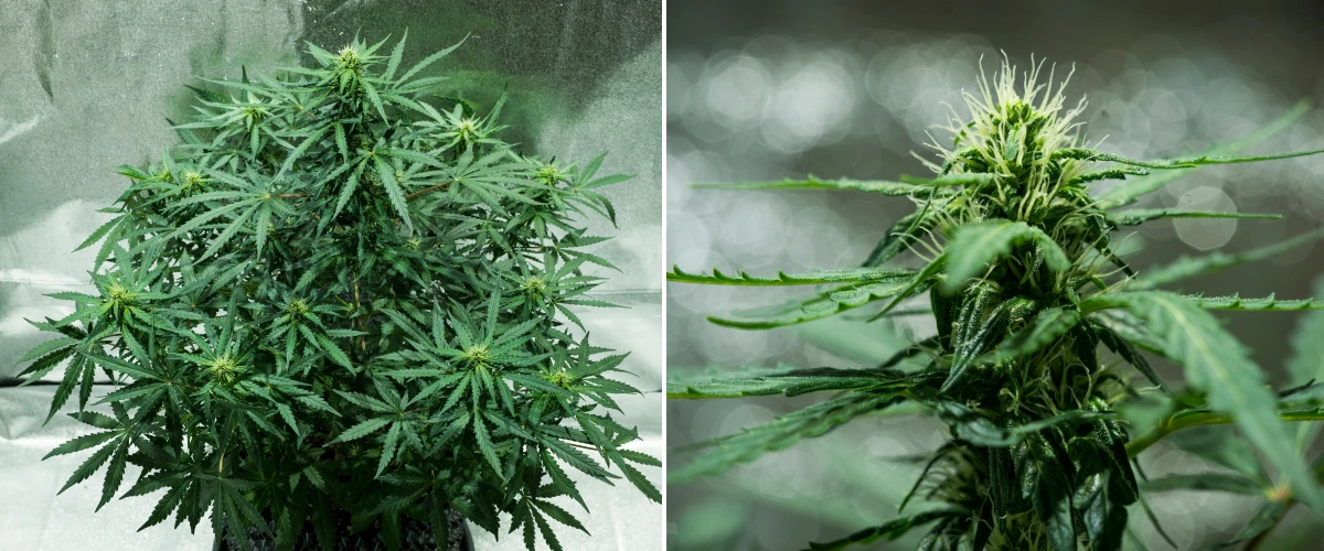 Royal Dwarf Grow Report: Woche 5 Blütenentwicklung Royal Dwarf Cannabispflanze in Woche 5, mit sich entwickelnden Buds, weißen Blütenstempeln, gesundem grünem Laub und kompakter Blütenstruktur.