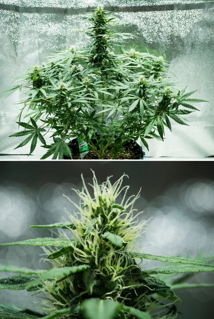 Royal Dwarf Grow Report: Woche 6 Harzproduktion Royal Dwarf Cannabispflanze in Woche 6, mit harzigen Buds, weißen Blütenstempeln, gesundem Laub und einer hohen Hauptcola.