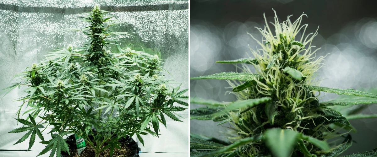 Royal Dwarf Grow Report: Woche 6 Harzproduktion Royal Dwarf Cannabispflanze in Woche 6, mit harzigen Buds, weißen Blütenstempeln, gesundem Laub und einer hohen Hauptcola.