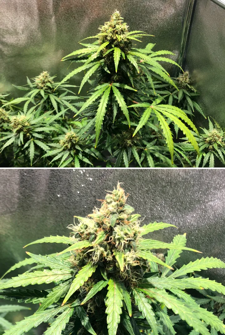 Royal Dwarf Grow Report: Woche 8 Späte Blüte Royal Dwarf Cannabispflanze in Woche 8, mit Buds in der späten Blüte, orangefarbenen Blütenstempeln, harzigen Blüten und gesundem grünem Laub.