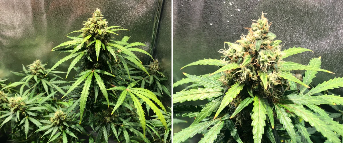Royal Dwarf Grow Report: Woche 8 Späte Blüte Royal Dwarf Cannabispflanze in Woche 8, mit Buds in der späten Blüte, orangefarbenen Blütenstempeln, harzigen Blüten und gesundem grünem Laub.