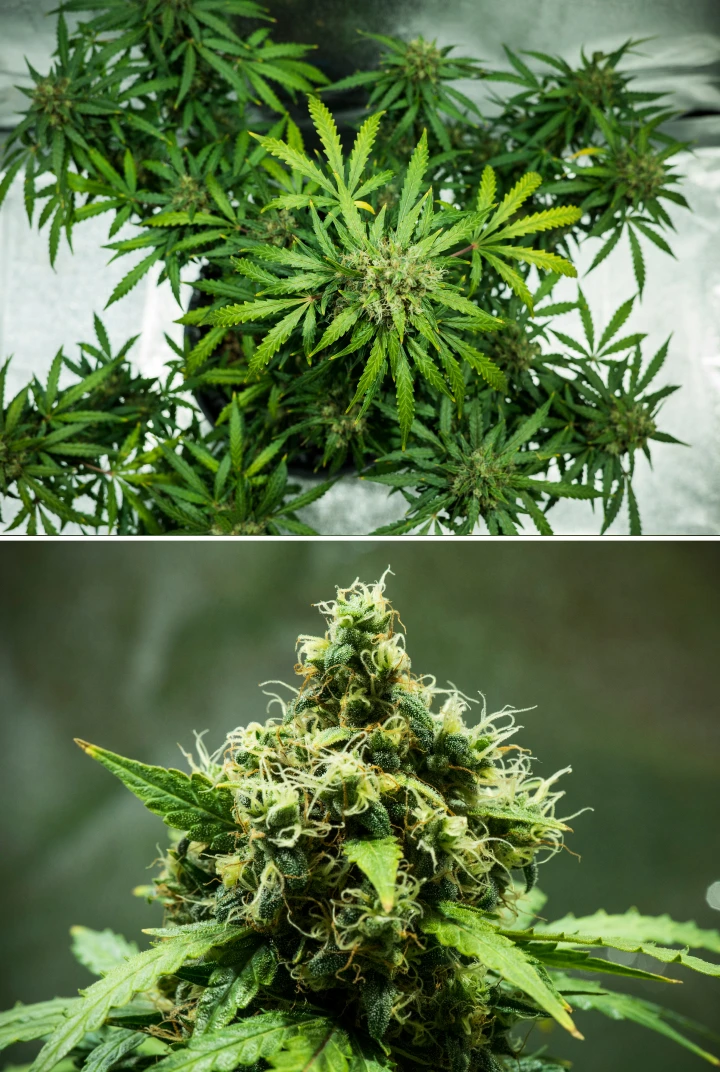 Royal Dwarf Grow Report: Woche 9 Erntereife Buds Royal Dwarf Cannabispflanze in Woche 9, mit erntereifen Buds, dichten harzigen Blüten, orangefarbenen Blütenstempeln und gesundem grünem Laub.