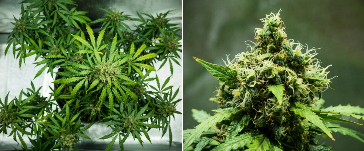 Royal Dwarf Grow Report: Woche 9 Erntereife Buds Royal Dwarf Cannabispflanze in Woche 9, mit erntereifen Buds, dichten harzigen Blüten, orangefarbenen Blütenstempeln und gesundem grünem Laub.