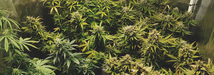 Royal Jack Auto Royal Jack Auto