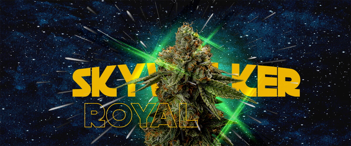 Warum Grower Royal Skywalker Lieben Cannabis Eine Illustration eines Cannabisknospen mit dem Text
