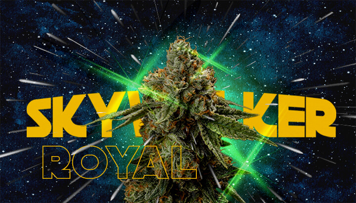 Warum Grower Royal Skywalker Lieben Cannabis Eine Illustration eines Cannabisknospen mit dem Text