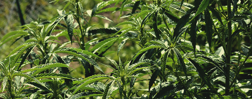 Cannabis Ruderalis Cannabis Ruderalis