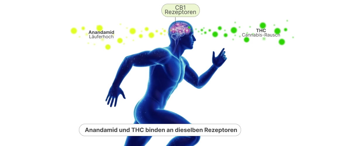 Illustration zeigt, wie Anandamid und THC an CB1-Rezeptoren im Gehirn binden und die Ähnlichkeit zwischen Runner’s High und Cannabis-High erklären