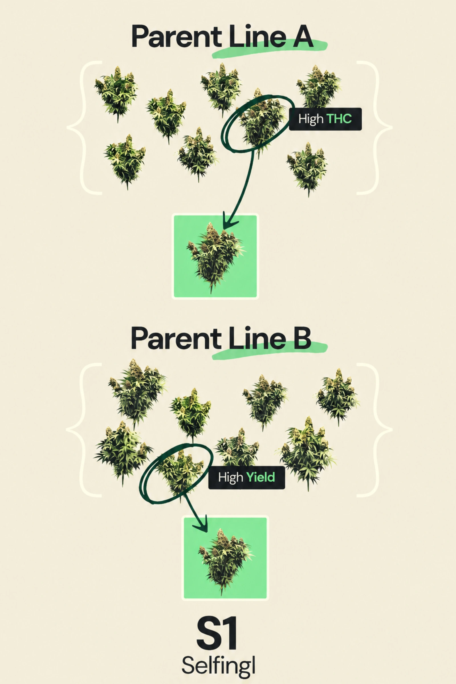 Diagramm zur Erklärung von S1-Selfing im F1-Hybrid-Cannabis-Breeding, mit Elternlinie A, die auf hohen THC-Gehalt selektiert wurde, und Elternlinie B, die auf hohen Ertrag selektiert wurde, als Teil der Entwicklung von Inzuchtlinien.