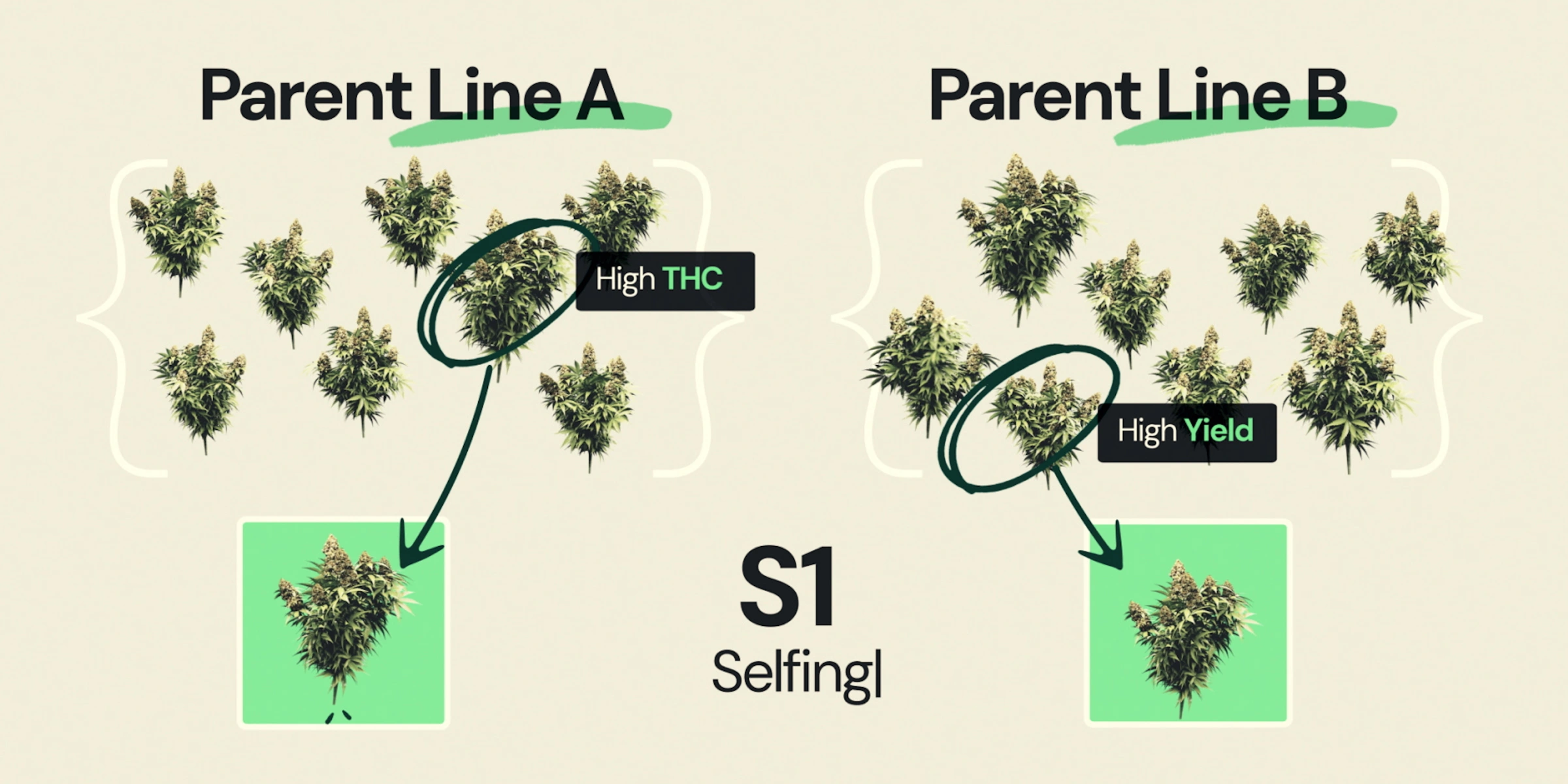 S1-Selfing im F1-Hybrid-Cannabis-Breeding Diagramm zur Erklärung von S1-Selfing im F1-Hybrid-Cannabis-Breeding, mit Elternlinie A, die auf hohen THC-Gehalt selektiert wurde, und Elternlinie B, die auf hohen Ertrag selektiert wurde, als Teil der Entwicklung von Inzuchtlinien.
